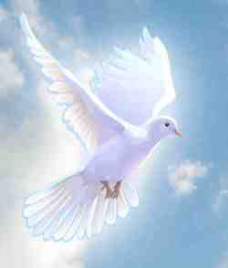 15dbf-little2bdove