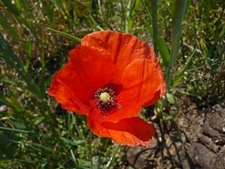 libredroit 320x240 fleurs des champs320px-Blüte_des_Klatschmohns_(Papaver_rhoeas)