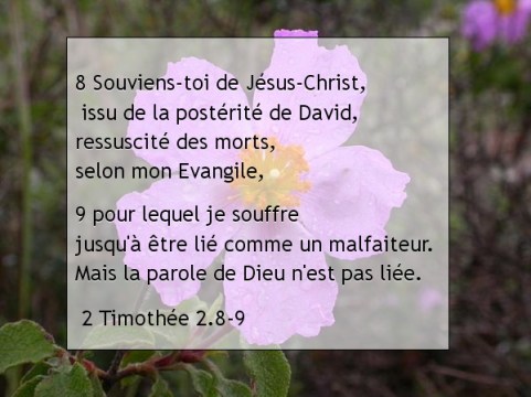 2 Timothée 2.8-9.jpg