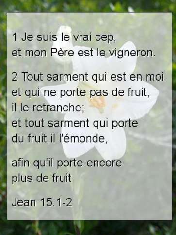 Jean 15.1-2.jpg