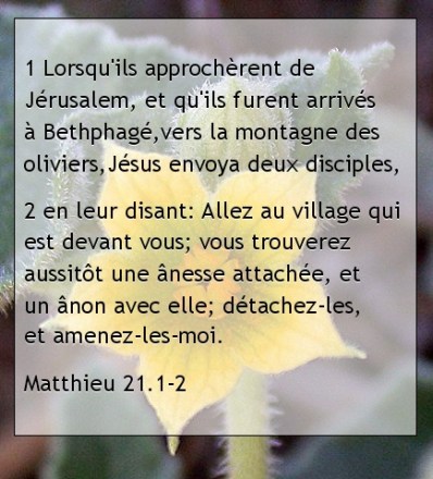 Matthieu 21.1-2.jpg