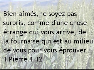 1 Pierre 4.12.jpg
