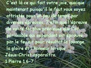 1 Pierre 1.6-7.jpg