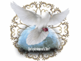 cropped-colombe-4.gif