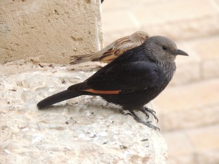 libredroitisrael45
