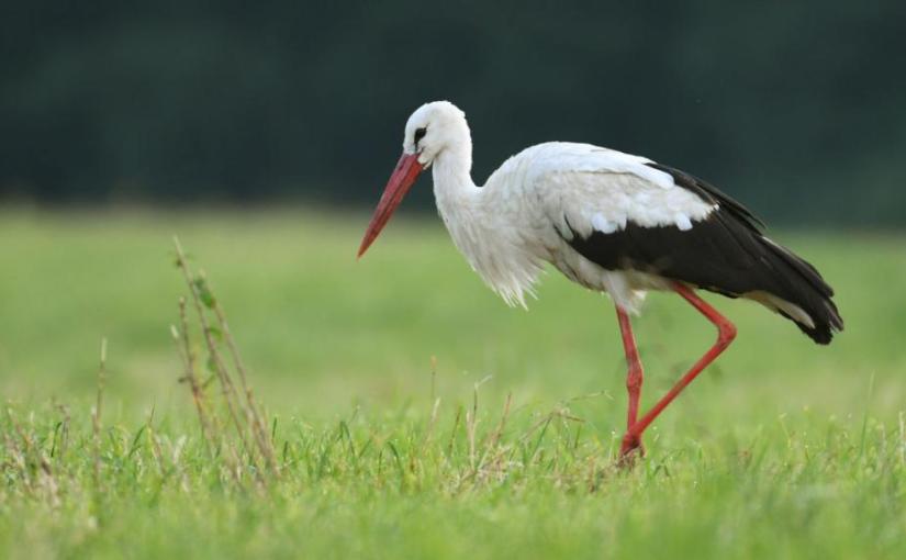 Même la cigogne, reconnaît l’époque de sa migration (Jérémie 8.7). Par Mr&nbsp;Gonzalez