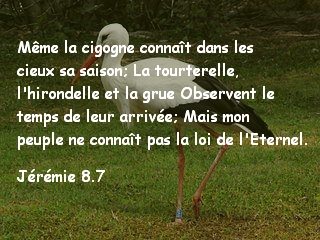 Jérémie 8.7