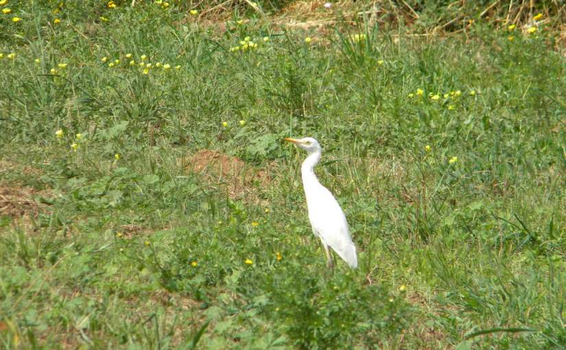 Le Dieu qui restaure. Pasteur David&nbsp;Loriéro